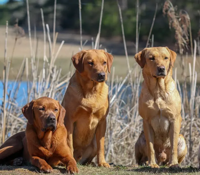 Wildrose Kennels — photo from the business 1