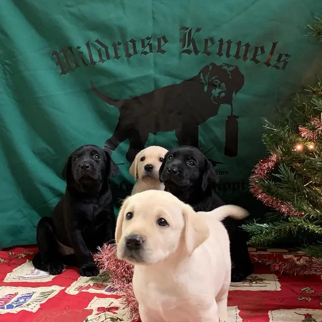Wildrose Kennels — photo from the business 6