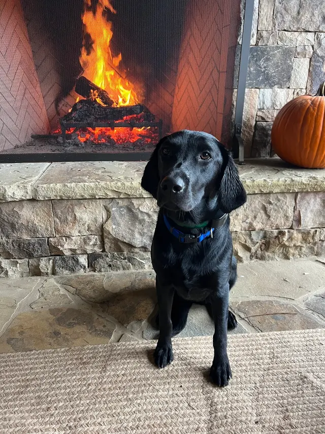 Customer photo of work by Wildrose Kennels, from Savannah Lewis's review