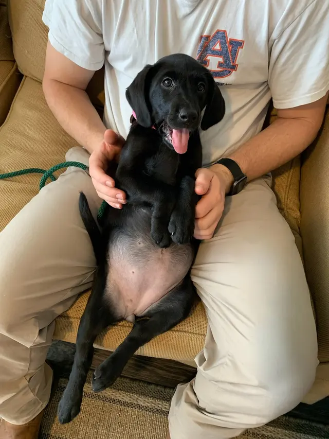 Customer photo of work by Wildrose Kennels, from Savannah Lewis's review