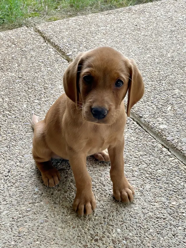 Customer photo of work by Wildrose Kennels, from Kevin Harold's review