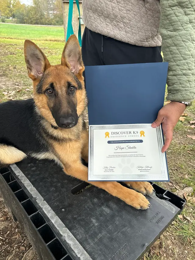 Discover Canine Dog Training — photo from the business 3