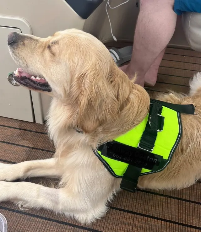 Discover Canine Dog Training — photo from the business 7