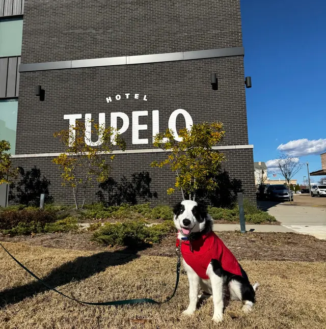 Discover Canine Dog Training — photo from the business 10