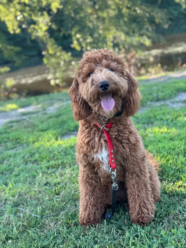 Discover Canine Dog Training — photo from the business 1