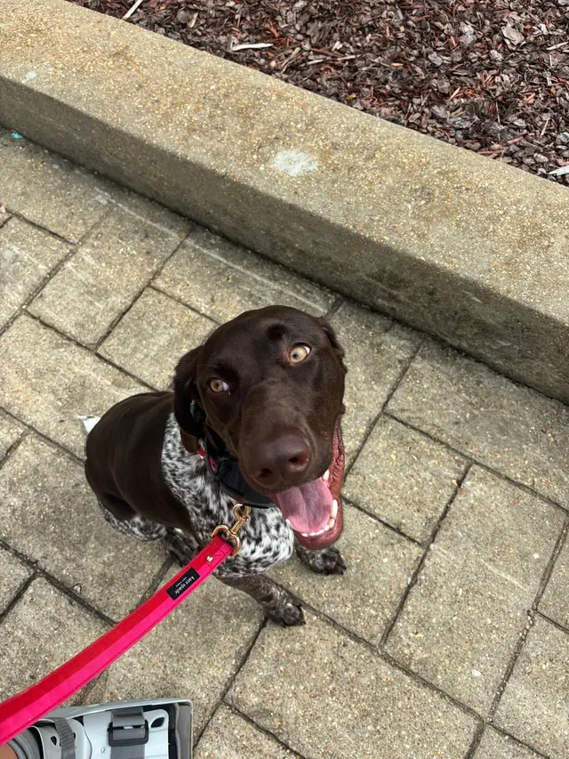 Customer photo of work by Discover Canine Dog Training, from Maggie Wadsworth's review