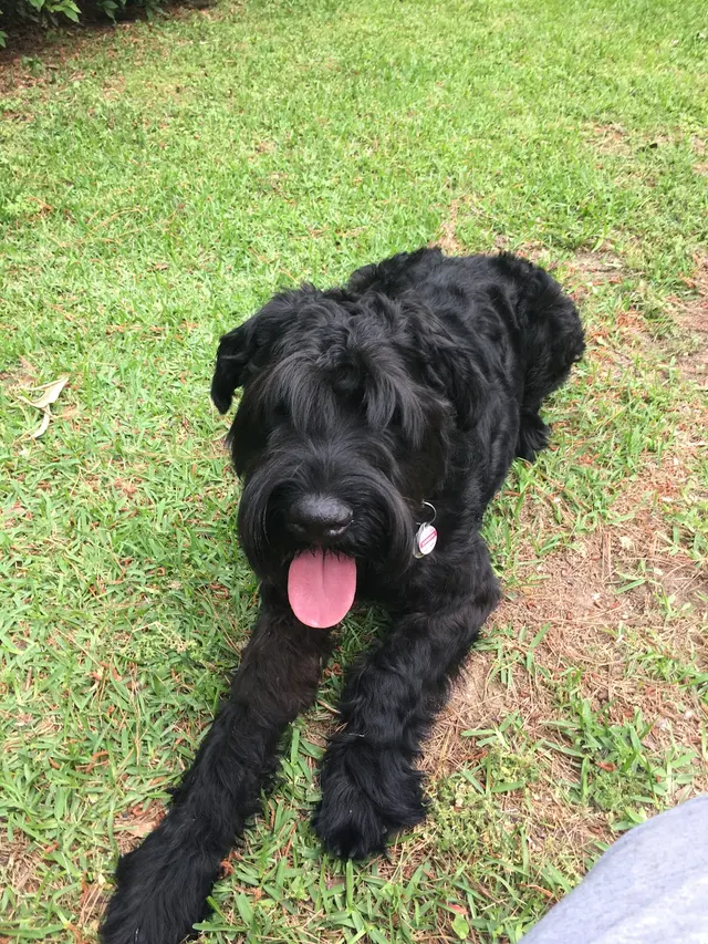 Discover Canine Dog Training — photo from the business 8