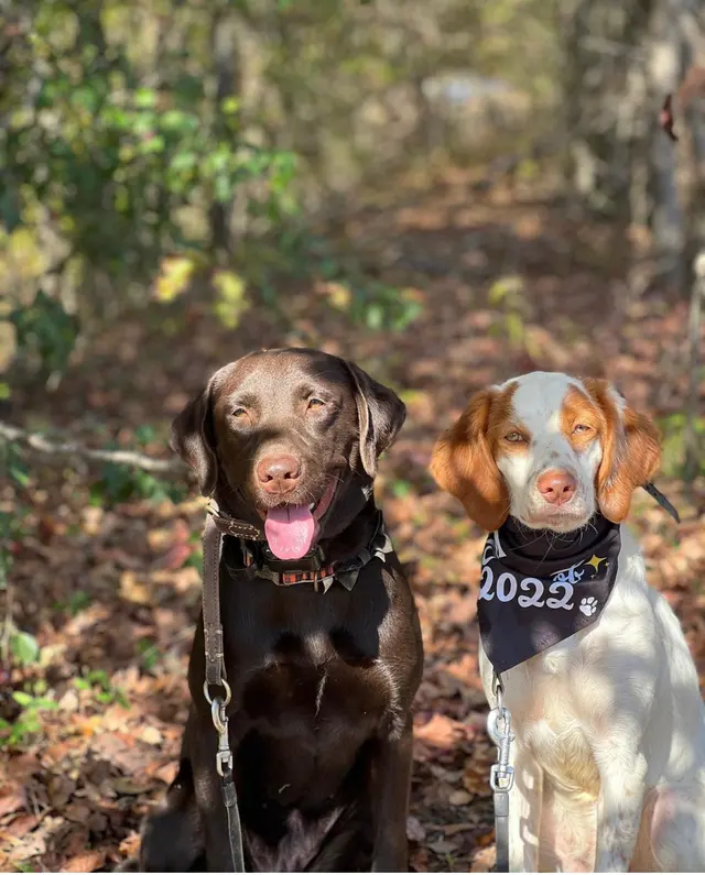 Discover Canine Dog Training — customer photo 5