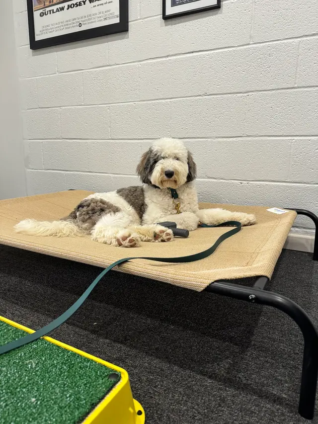 Discover Canine Dog Training — photo from the business 6