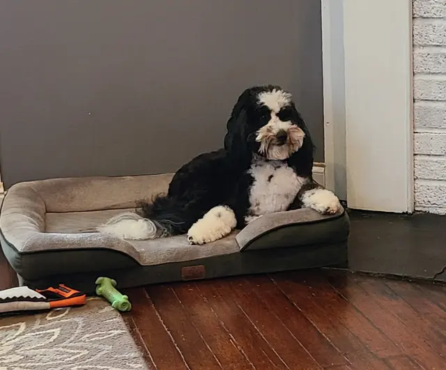 Customer photo of work by Discover Canine Dog Training, from Blake McGaughy's review