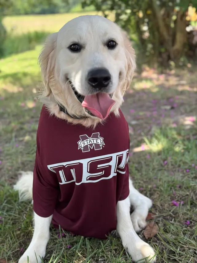 Discover Canine Dog Training — photo from the business 4