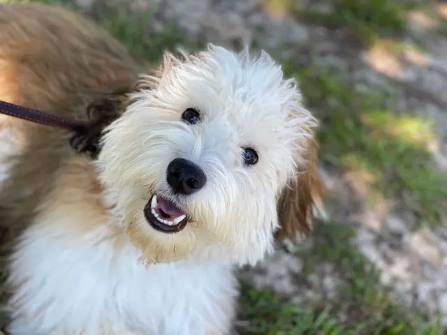 Discover Canine Dog Training — photo from the business 11