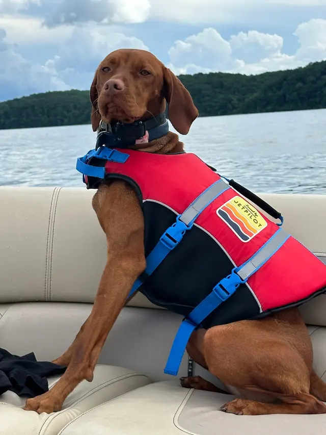 Discover Canine Dog Training — photo from the business 9