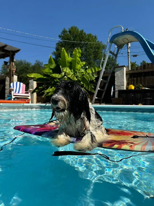 Discover Canine Dog Training — photo from the business 12
