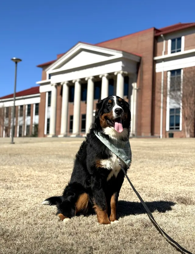 Discover Canine Dog Training — photo from the business 2