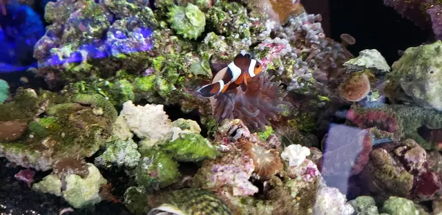 Aquatic Treasures — customer photo 6
