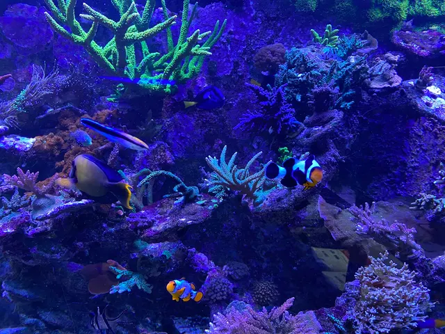 Aquatic Treasures — customer photo 7