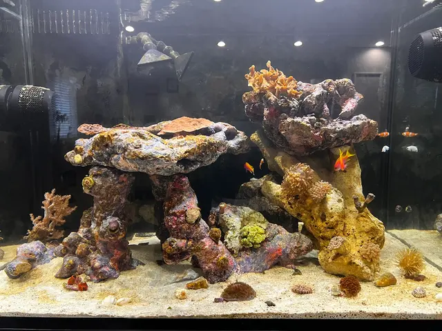 Aquatic Treasures — customer photo 5