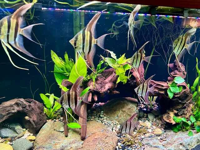 Mike & Miguel Fish & Plant Store — customer photo 6