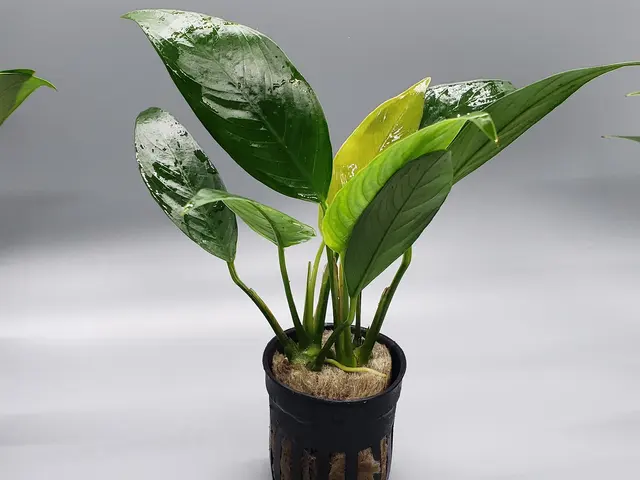 Mike & Miguel Fish & Plant Store — photo from the business 8