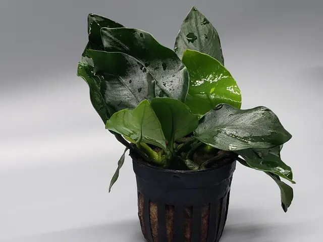 Mike & Miguel Fish & Plant Store — photo from the business 4