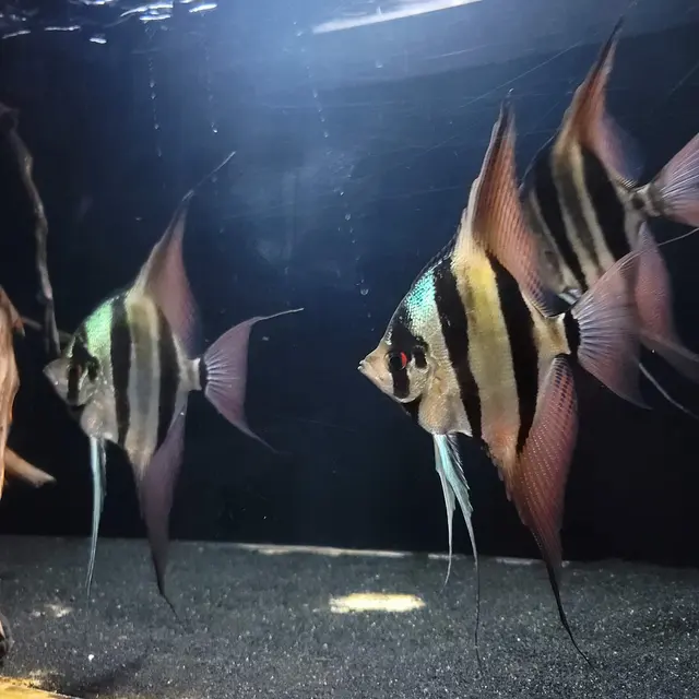 Mike & Miguel Fish & Plant Store — photo from the business 9