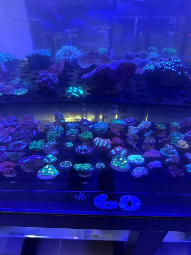Wet Pets — customer photo 10
