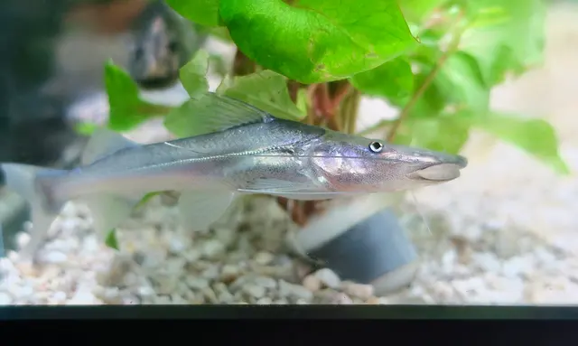 Las Vegas Exotic Fish — customer photo 7