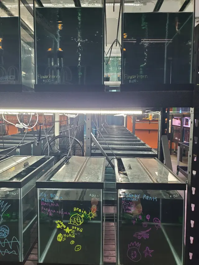 Las Vegas Exotic Fish — customer photo 9