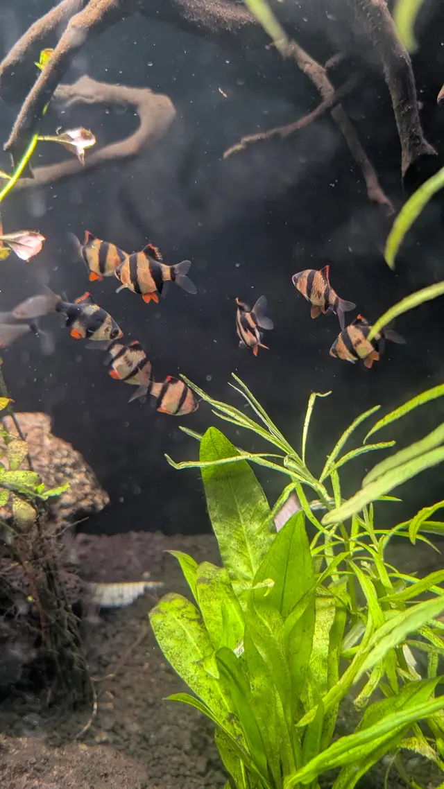 Las Vegas Exotic Fish — customer photo 5