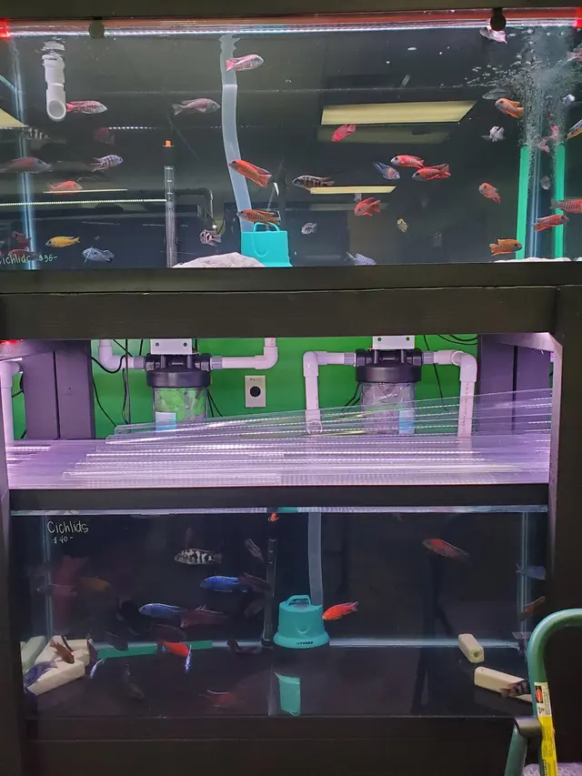 Las Vegas Exotic Fish — customer photo 12