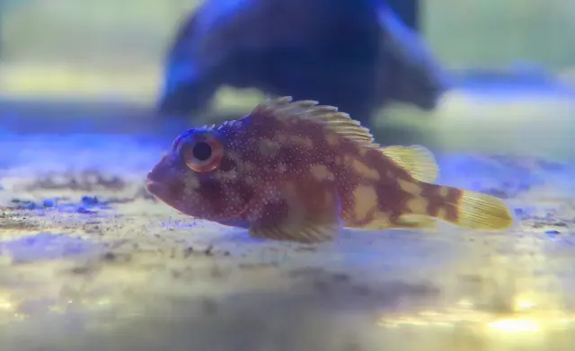 Las Vegas Exotic Fish — customer photo 10