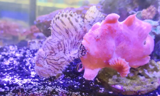 Las Vegas Exotic Fish — customer photo 6