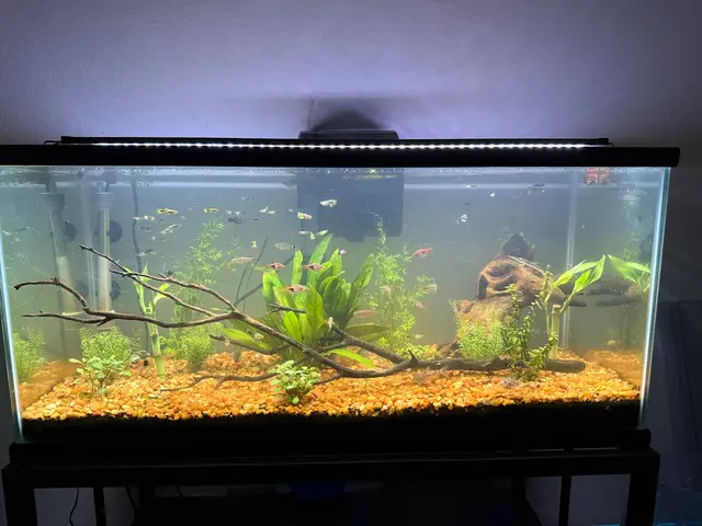 Las Vegas Exotic Fish — customer photo 4