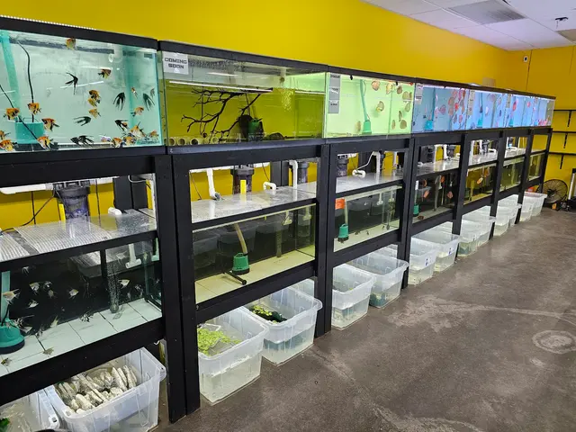 Las Vegas Exotic Fish — customer photo 2