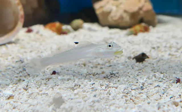 Las Vegas Exotic Fish — customer photo 11