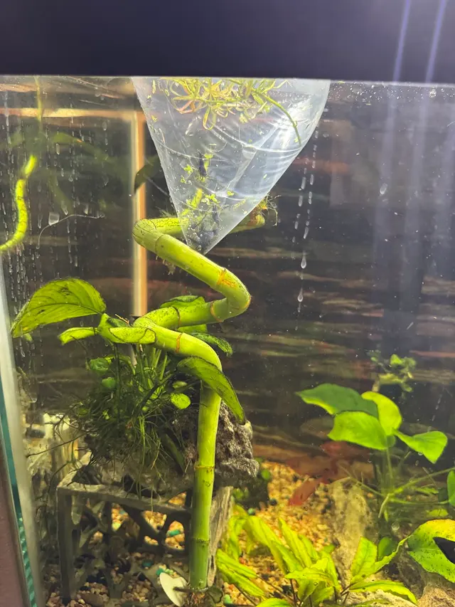 Las Vegas Exotic Fish — customer photo 3
