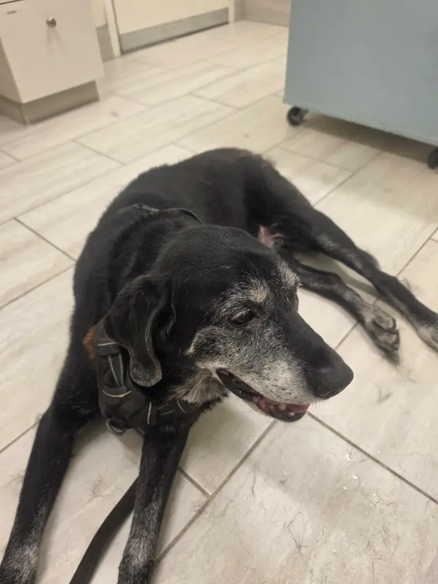 River Road Veterinary Hospital — customer photo 3