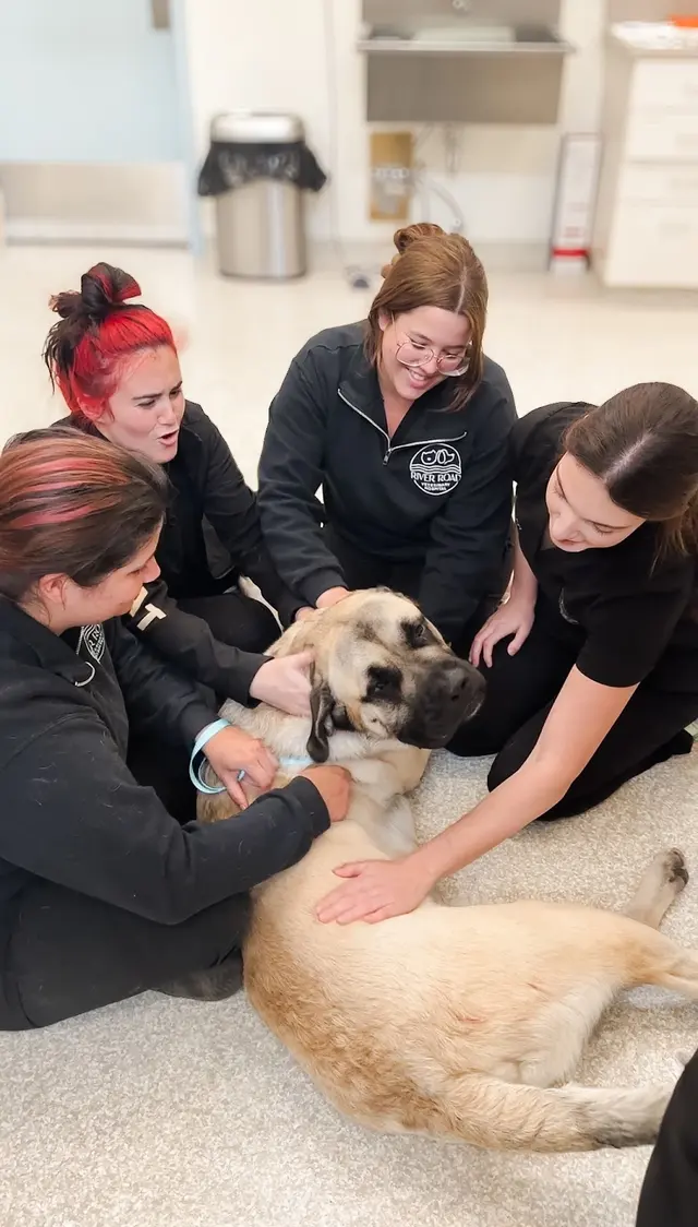 River Road Veterinary Hospital — photo from the business 12