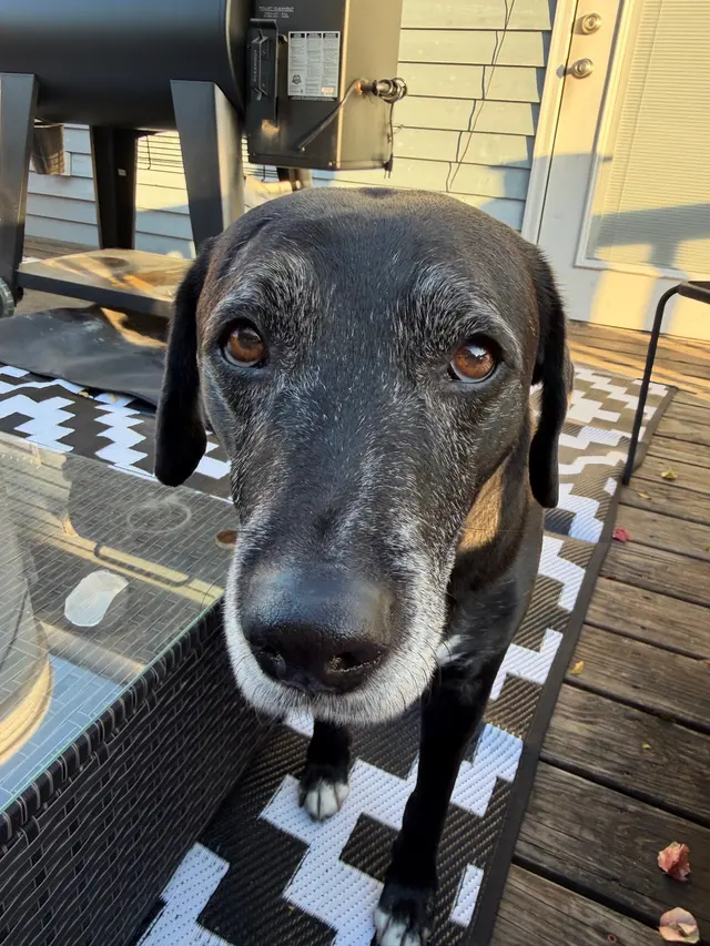 Prytania Veterinary Hospital — customer photo 4
