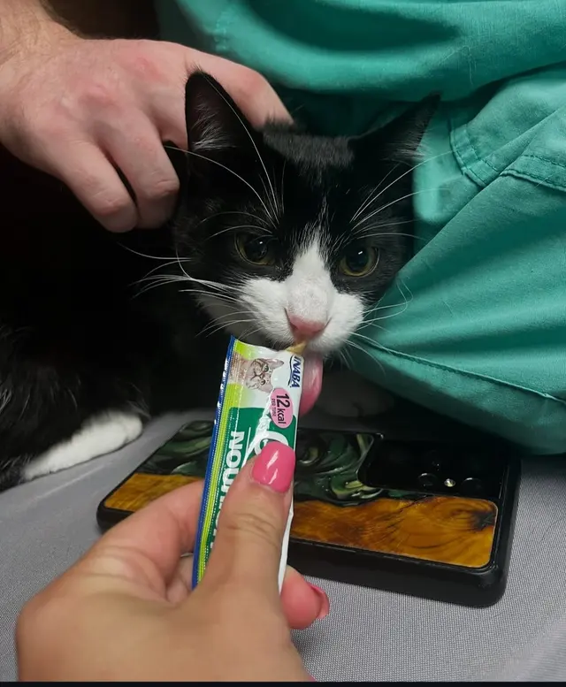 Animal Hospital of Old Metairie — customer photo 2