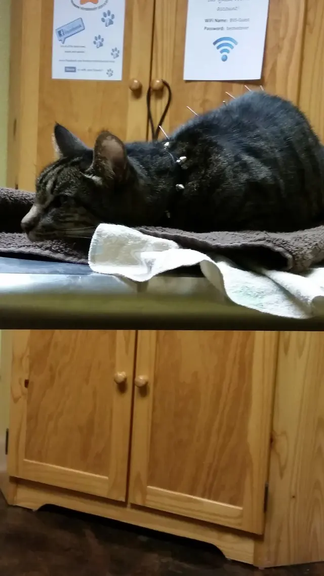 Animal Hospital of Old Metairie — customer photo 6