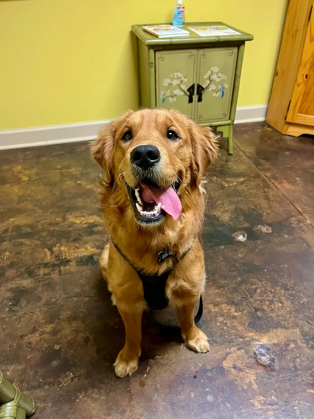 Animal Hospital of Old Metairie — customer photo 7