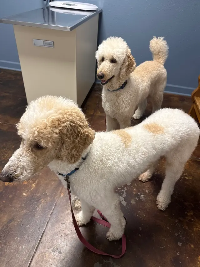 Animal Hospital of Old Metairie — customer photo 9