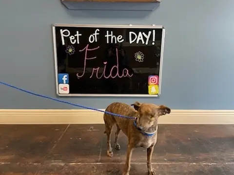 Animal Hospital of Old Metairie — customer photo 3