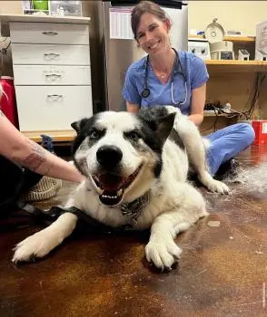 Animal Hospital of Old Metairie — customer photo 11