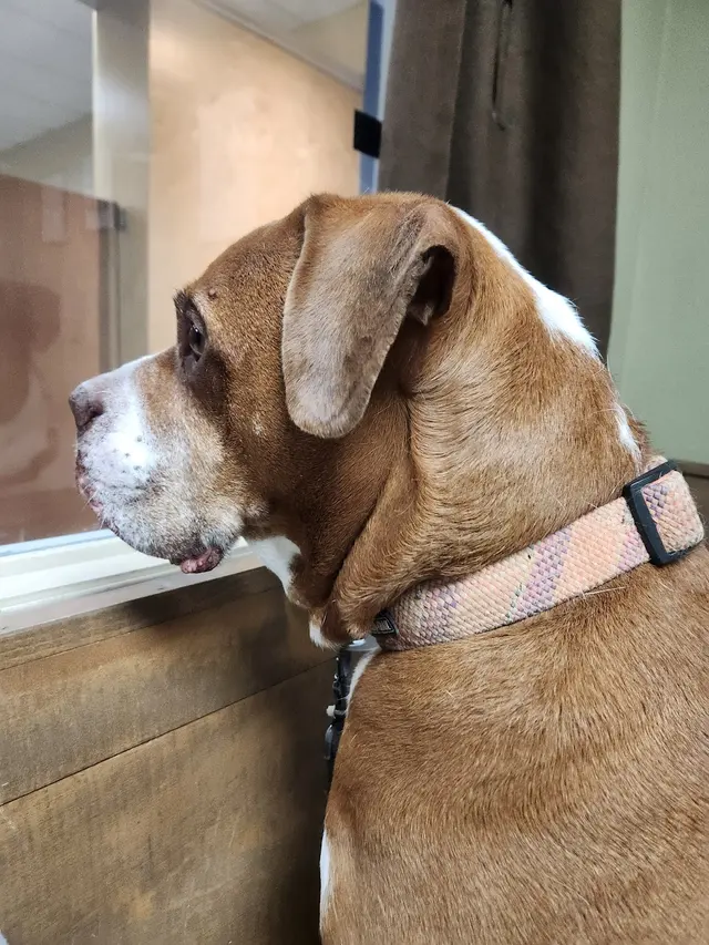 Animal Hospital of Old Metairie — customer photo 1
