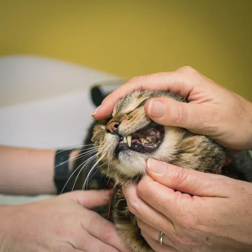 Animal Hospital of Old Metairie — photo from the business 5