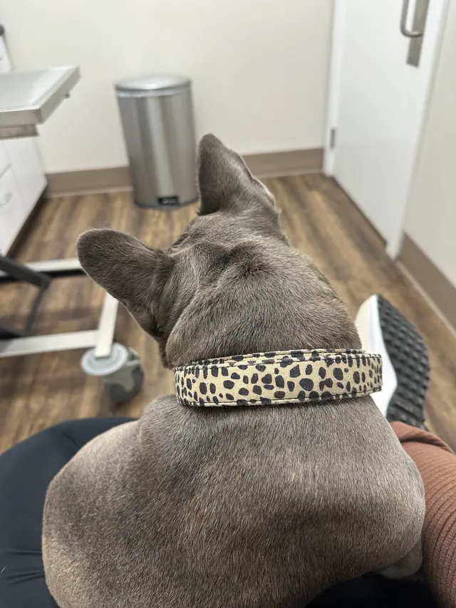 Levy Veterinary Hospital — customer photo 9