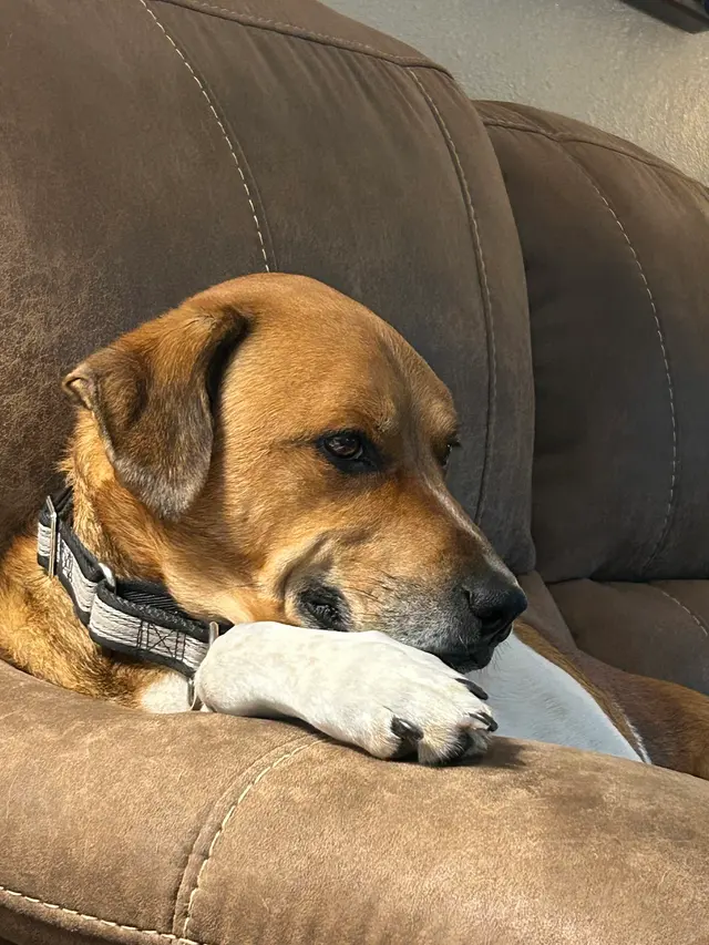 Levy Veterinary Hospital — customer photo 10